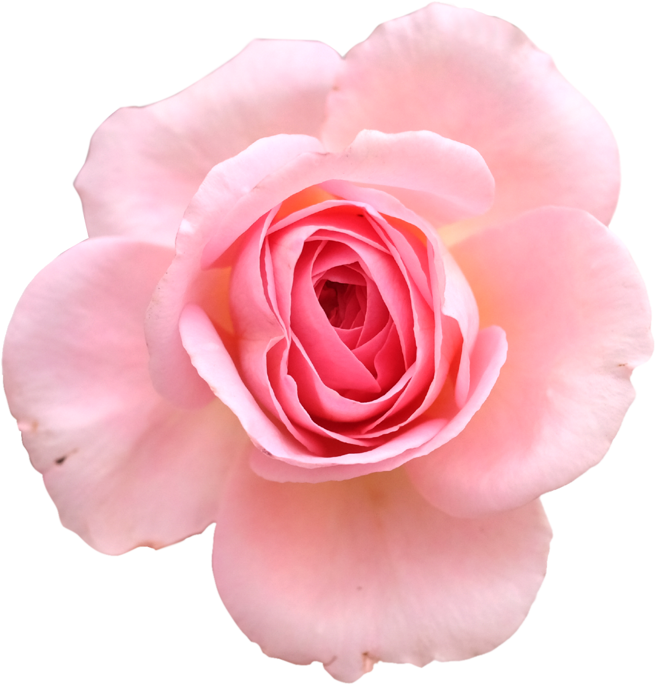 Pink Rose