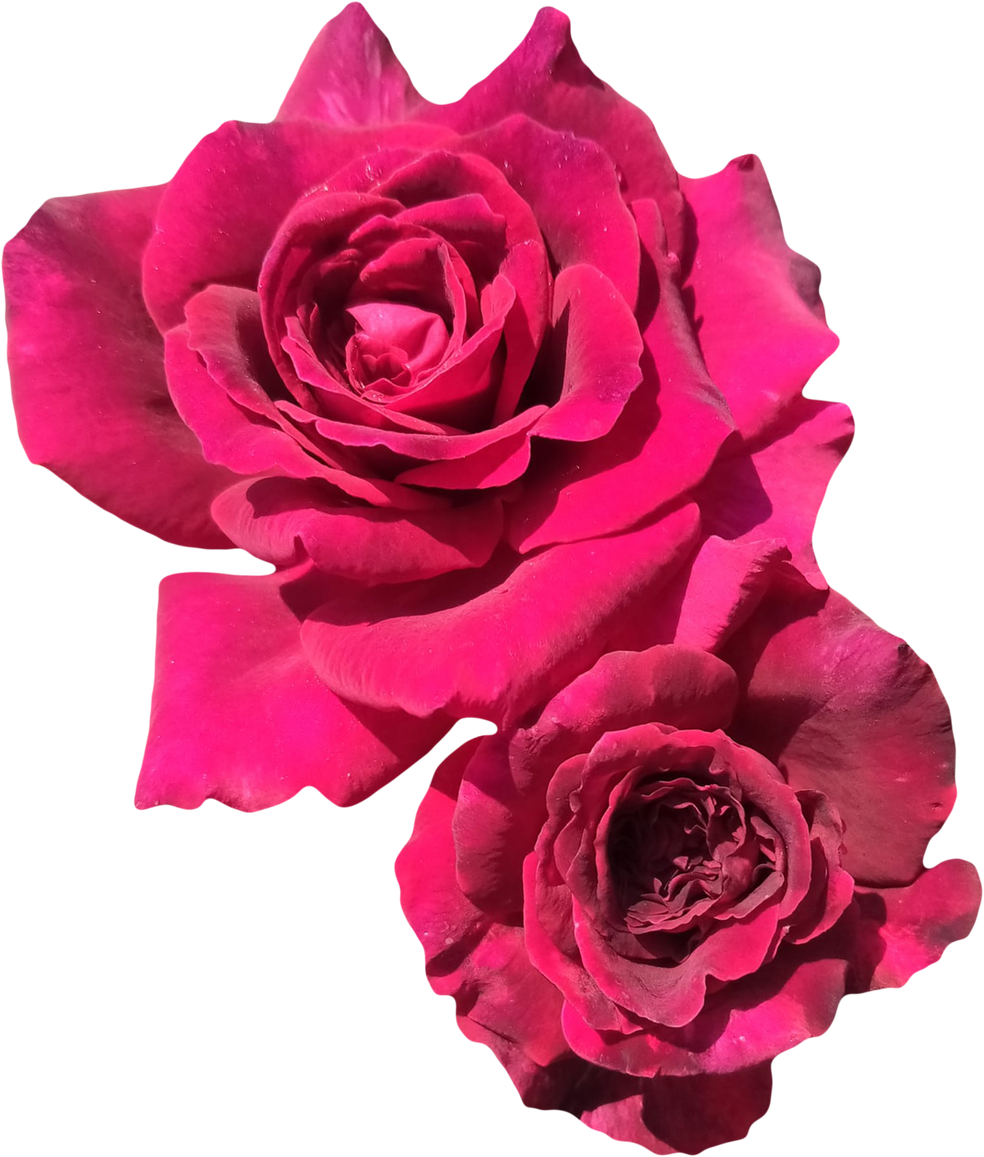 Red roses