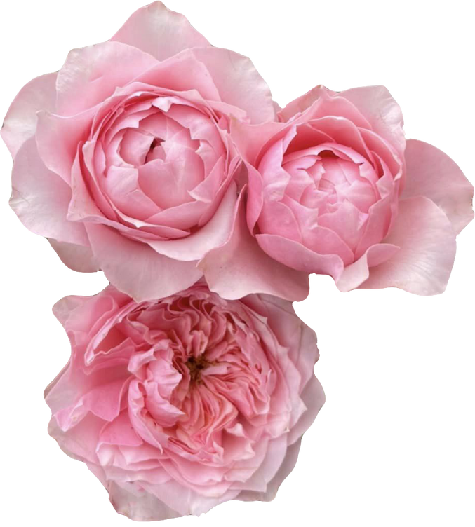 bunch of pink roses